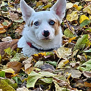 Oliver joined the competition — help win amazing prizes! dog, blue_eyes, autumn, leaves, outdoor, animal, pet, white_fur, brown_fur, ears, nature, fall, close_up, portrait, cute, collar, ground, seasonal, curious, canine