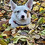 dog, blue_eyes, autumn, leaves, outdoor, animal, pet, white_fur, brown_fur, ears, nature, fall, close_up, portrait, cute, collar, ground, seasonal, curious, canine
