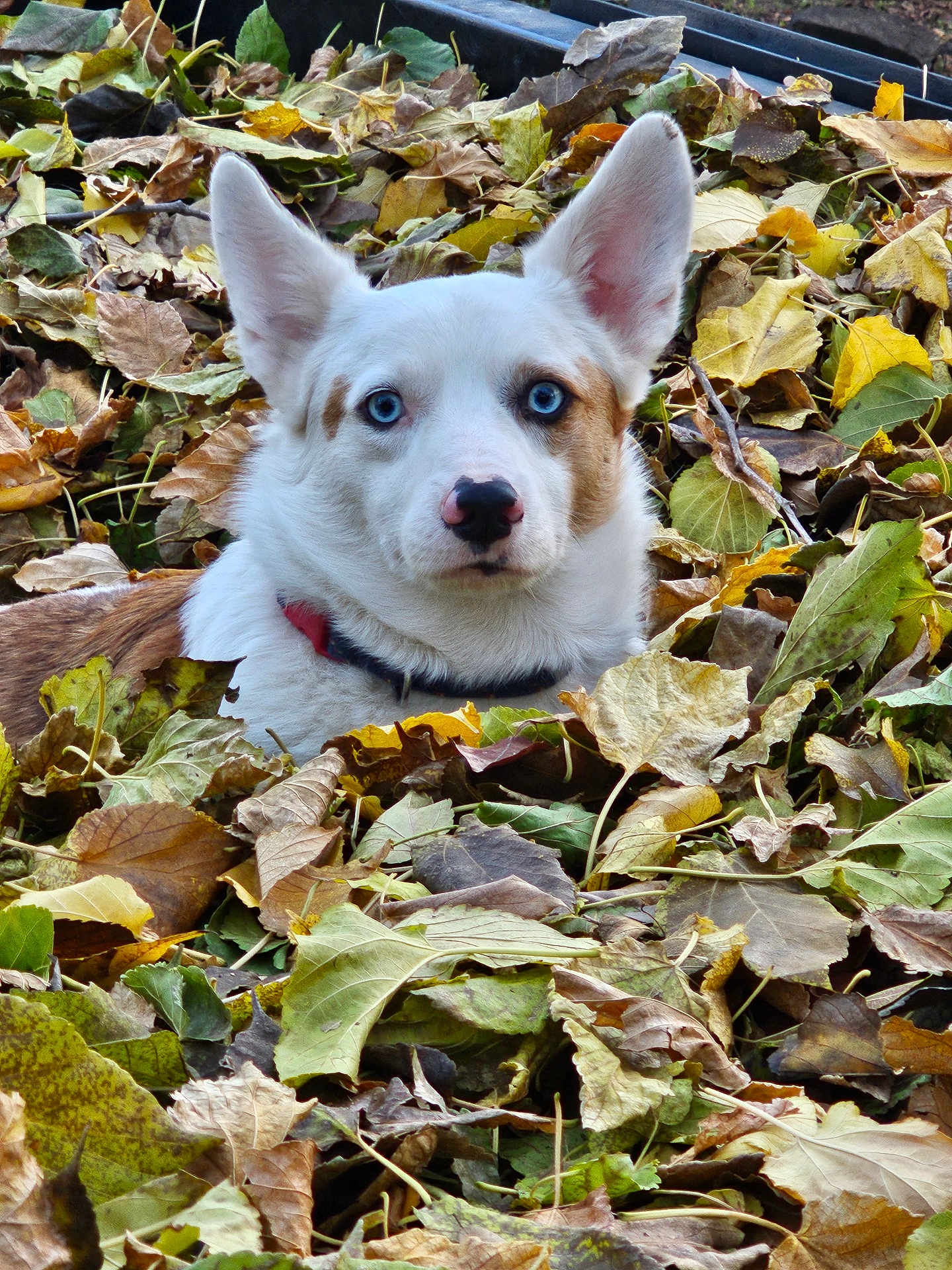 Oliver