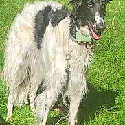 Valka participe au concours pour gagner de l'argent avec cette photo : animal, black_and_white, canine, collar, daytime, dog, ears, fur, grass, greenery, happy, leafy_background, long_hair, nature, outdoor, panting, pet, standing, sunlight, tail