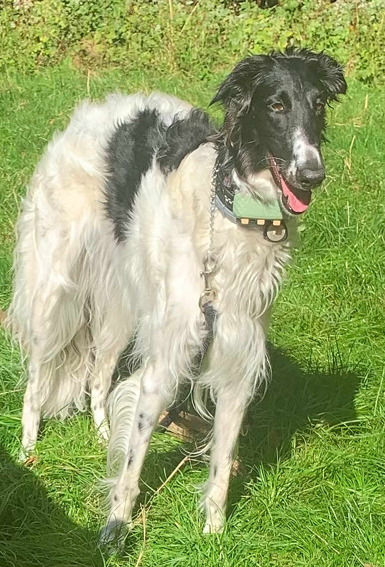 Valka participe au concours pour gagner de l'argent avec cette photo : animal, black_and_white, canine, collar, daytime, dog, ears, fur, grass, greenery, happy, leafy_background, long_hair, nature, outdoor, panting, pet, standing, sunlight, tail
