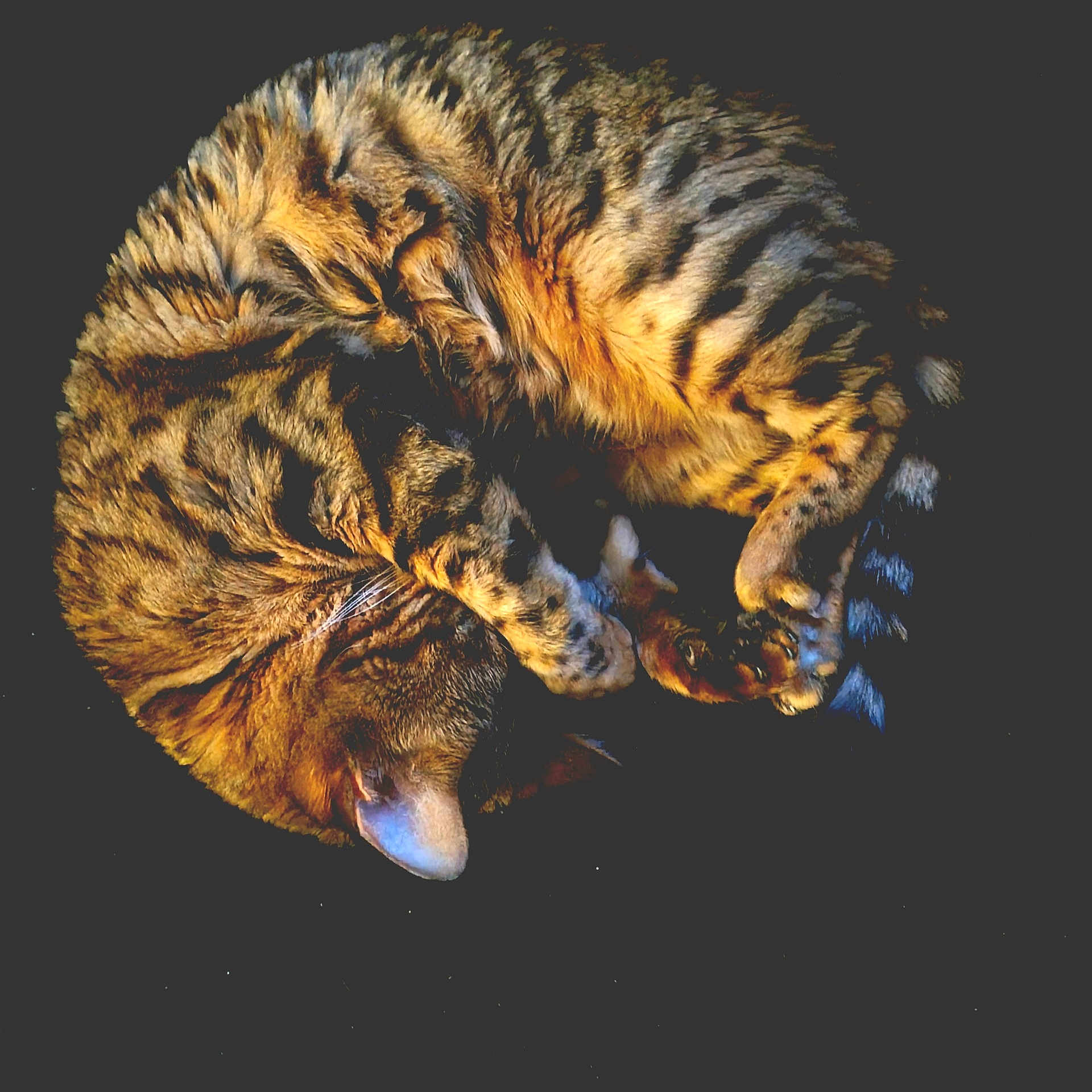 Pura Beji a rejoint le concours — aidez-le/la à gagner de superbes lots ! abyssinian, animal, cat, claw, egyptiancat, electronics, fisheye, hardware, hook, kitten, manx, nature, night, ocelot, outdoors, person, pet, photography, sleeping, tiger