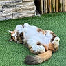 cat, fluffy, relaxed, outdoor, grass, artificial_grass, stone_wall, wooden_fence, pet, animal, lying_down, fur, tail, paws, nature, sunlight, sleeping, cute, domestic_cat, calm