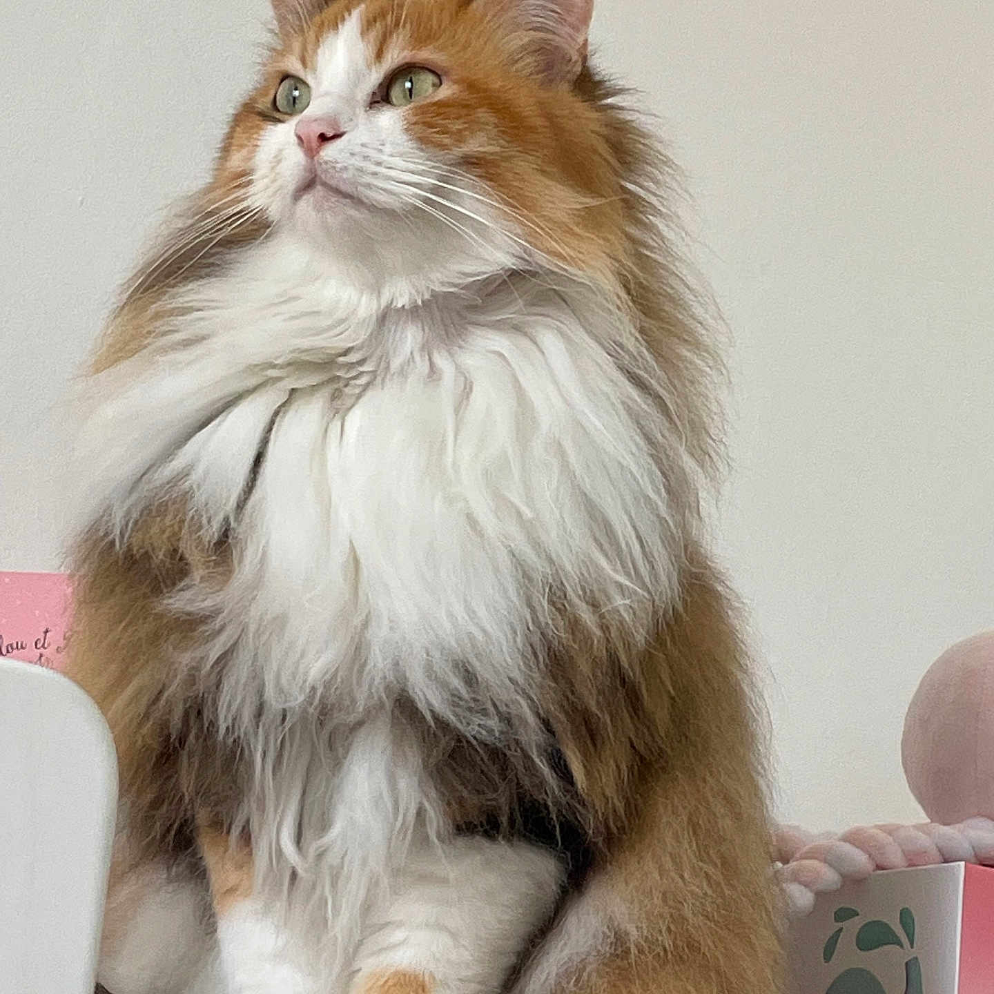 Nala a rejoint le concours — aidez-le/la à gagner de superbes lots ! cat, fluffy, orange, white, pet, animal, feline, long_hair, sitting, indoor, cute, domestic, portrait, whiskers, ears, paws, fur, soft, background, box