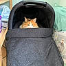cat, calico_cat, stroller, pet_carrier, indoor, shelf, household_items, curious, feline, fur, orange, white, green_wall, fabric, cozy, peeking, pet, domestic, soft_light, quiet