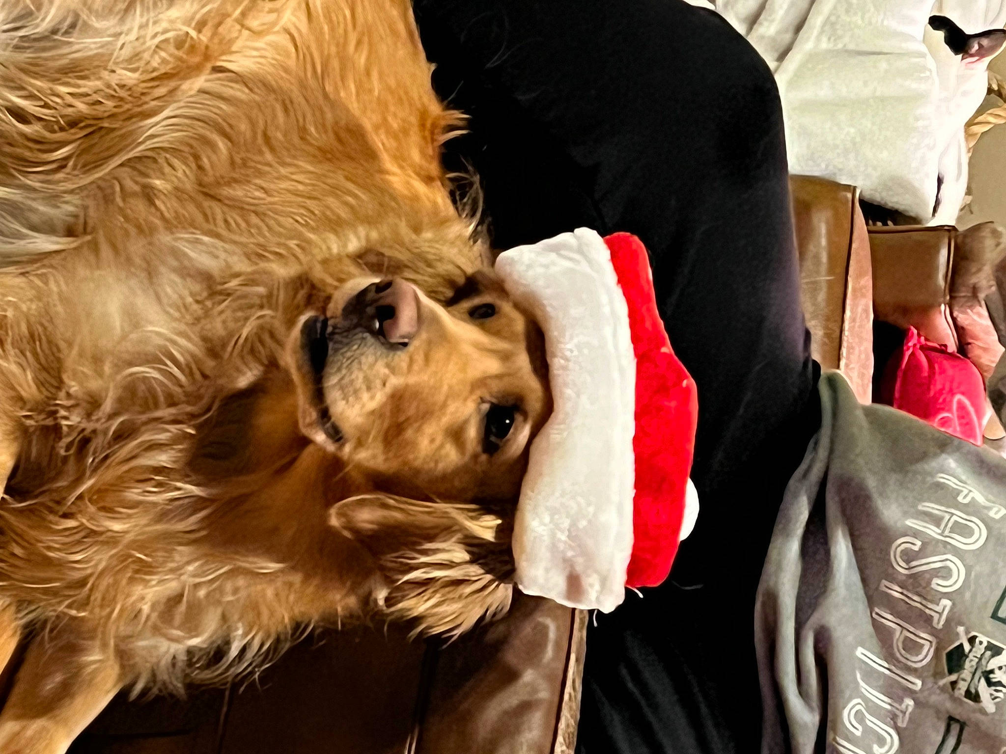 Tiki is registered to the contest to win money with this photo: canidae, carnivore, cocker_spaniel, companion_dog, dog, dog_breed, dog_collar, fawn, fur, liver, radio, retriever, spaniel, sporting_group, toy_dog, whiskers, working_animal, wrinkle