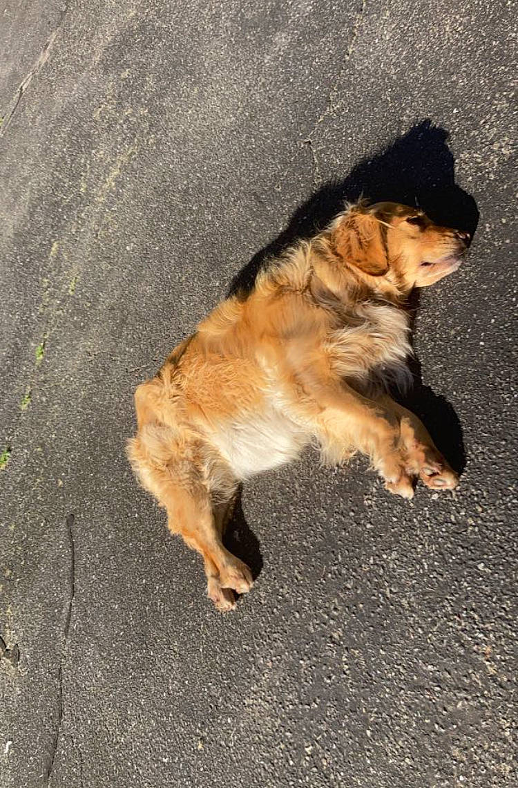 Tiki is registered to the contest to win money with this photo: asphalt, carnivore, companion_dog, dog, dog_breed, fawn, felidae, fur, grass, paw, road_surface, sand, shadow, small_to_medium_sized_cats, soil, tail, terrestrial_animal, tints_and_shades, whiskers, wood