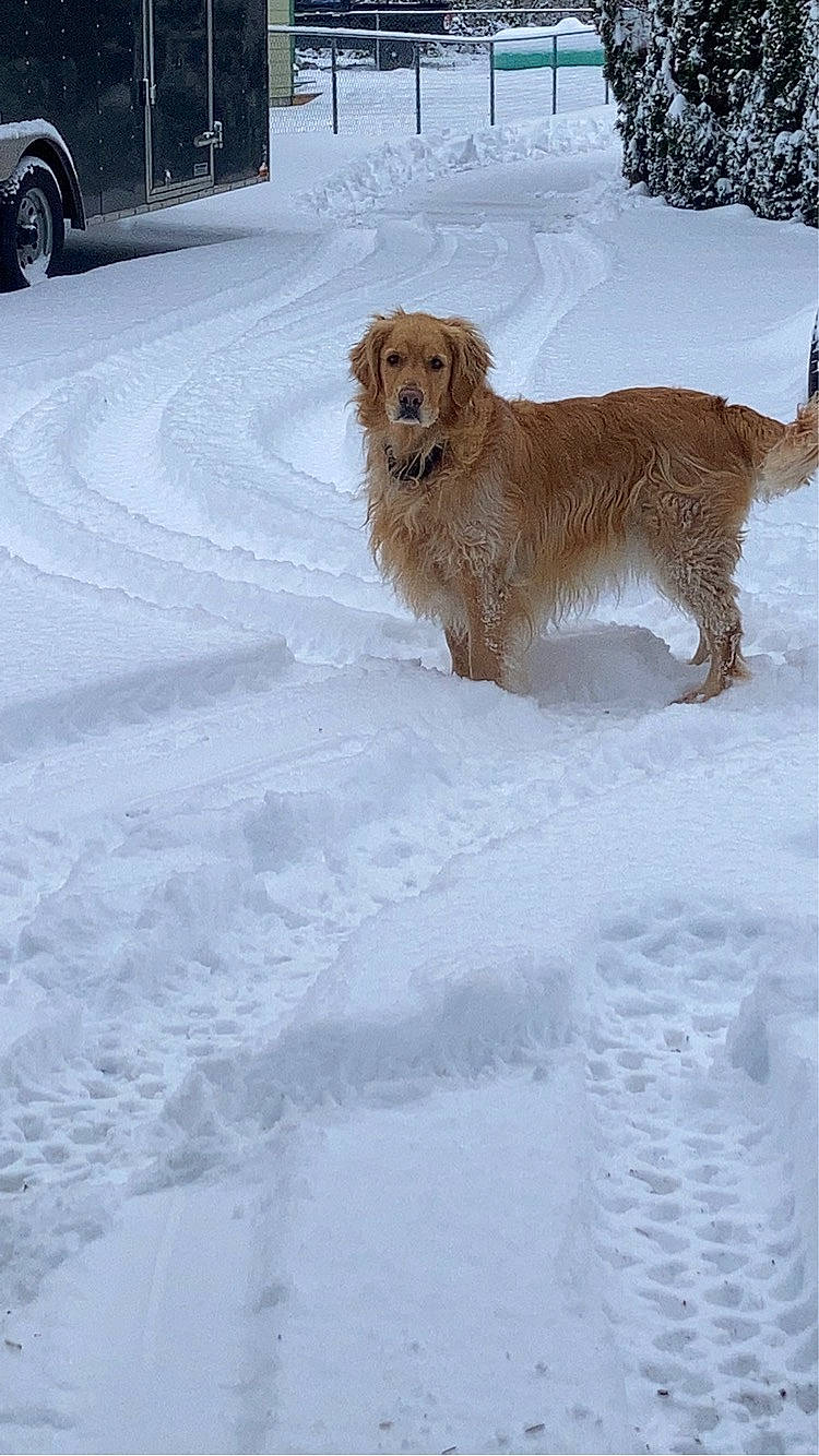 Tiki joined the competition — help win amazing prizes! automotive_tire, carnivore, companion_dog, dog, dog_breed, fender, freezing, fur, gun_dog, liver, retriever, snow, sporting_group, tire, tire_care, vehicle, vehicle_door, wheel, winter, working_dog