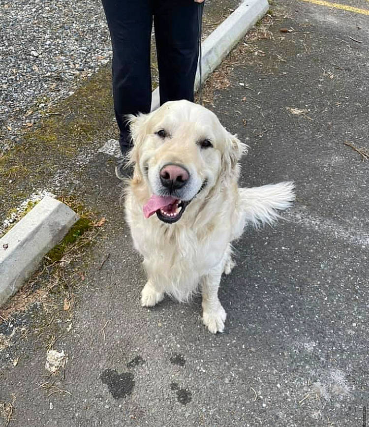 Griffey joined the competition — help win amazing prizes! asphalt, canidae, carnivore, collar, companion_dog, dog, dog_breed, dog_collar, fur, golden_retriever, leash, pet_supply, road, road_surface, sidewalk, snout, sporting_group, tar, working_animal, working_dog