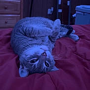 Asher is registered to the contest to win money with this photo: cat, gray_tabby, bed, blanket, upside_down, indoor, furniture, drawer, curious, relaxed, pet, whiskers, sleepy, cozy, red_blanket, wood_paneling, banner, domestic_cat, cute, animal