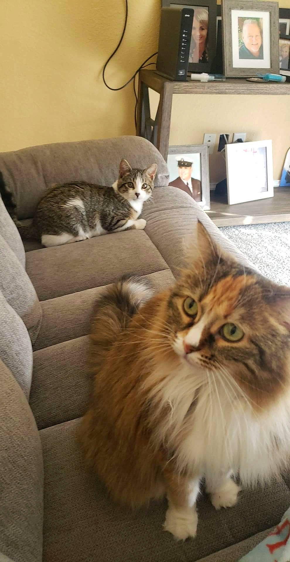 June joined the competition — help win amazing prizes! box, carnivore, cat, comfort, couch, fawn, felidae, fur, hardwood, maine_coon, mammal, office_supplies, paper_towel, room, small_to_medium_sized_cats, snout, terrestrial_animal, whiskers, window, wood