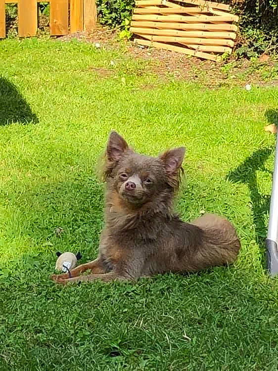 Hatchy participe au concours pour gagner de l'argent avec cette photo : canidae, carnivore, cat, chihuahua, dog, dog_breed, fawn, felidae, grass, kitten, lawn, liver, mammal, norwich_terrier, puppy, small_to_medium_sized_cats, vertebrate, yorkshire_terrier