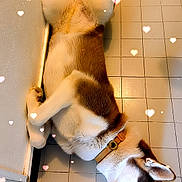 Astrale participe au concours pour gagner de l'argent avec cette photo : animal, canine, collar, cute, dog, ears, floor, fur, heart_effects, husky, indoor, lying_down, paw, pet, playful, relaxed, text_overlay, tile_floor, wall, white_and_brown