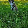 Astrale a rejoint le concours — aidez-le/la à gagner de superbes lots ! dog, husky, grass, meadow, flowers, outdoor, nature, field, greenery, harness, canine, pet, animal, sky, hill, sunlight, summer, flora, landscape, peaceful