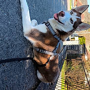 Astrale participe au concours pour gagner de l'argent avec cette photo : dog, siberian_husky, canine, pet, outdoor, sidewalk, leash, harness, blue_eyes, tongue_out, sunny, fence, residential_area, happy, animal, mammal, daylight, ears_up, pavement, looking_back