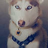 Astrale a rejoint le concours — aidez-le/la à gagner de superbes lots ! dog, siberian_husky, blue_eyes, pet, animal, indoor, collar, harness, portrait, cute, furry, canine, looking_at_camera, white, brown, ears, nose, fur, sitting, wall