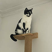 Hina participe au concours pour gagner de l'argent avec cette photo : cat, black_and_white, scratching_post, indoor, pet, animal, feline, curious, sitting, looking, white_wall, minimalist, fur_pattern, ears, tail, wood, rope, vertical, domestic, alert