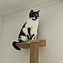 cat, black_and_white, scratching_post, indoor, pet, animal, feline, curious, sitting, looking, white_wall, minimalist, fur_pattern, ears, tail, wood, rope, vertical, domestic, alert