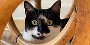 Hina participe au concours pour gagner de l'argent avec cette photo : cat, black_and_white, pet, curious, wooden_frame, circle, green_eyes, indoor, carpet, cozy, animal, feline, portrait, whiskers, playful, closeup, soft_texture, paws, resting, home