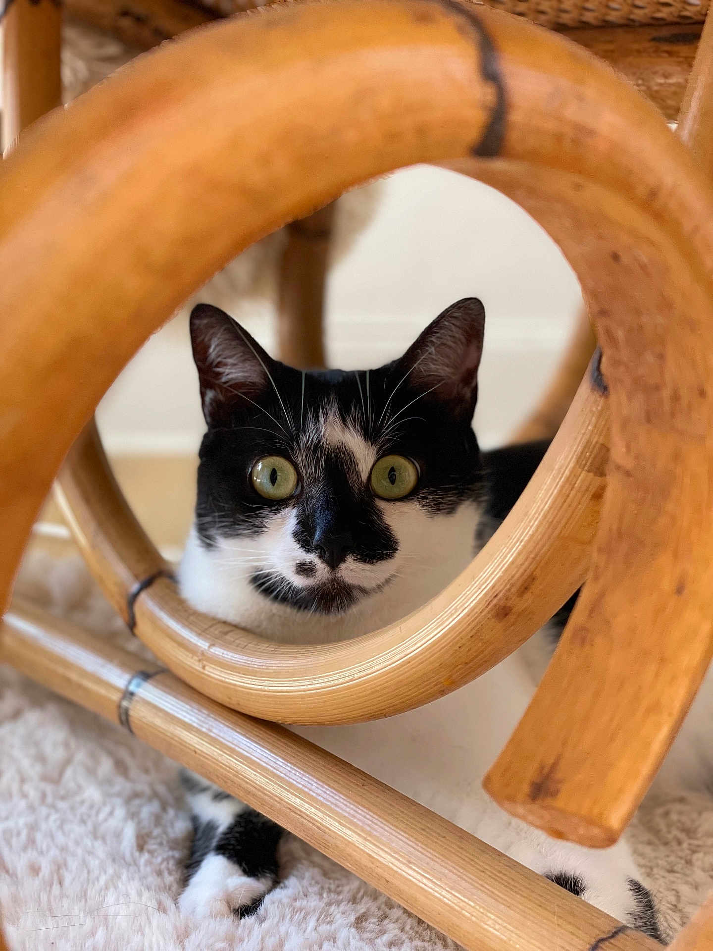 Hina participe au concours pour gagner de l'argent avec cette photo : cat, black_and_white, pet, curious, wooden_frame, circle, green_eyes, indoor, carpet, cozy, animal, feline, portrait, whiskers, playful, closeup, soft_texture, paws, resting, home