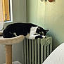 Hina participe au concours pour gagner de l'argent avec cette photo : cat, black_and_white, indoor, cat_tree, radiator, medals, window, natural_light, relaxed, stretching, feline, furniture, wall, home, cozy, resting, paw, curious, pet, domestic