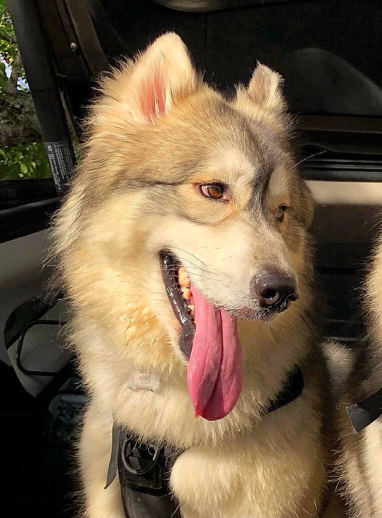 Astro joined the competition — help win amazing prizes! canidae, carnivore, collar, companion_dog, dog, dog_breed, ear, fang, fur, non_sporting_group, paw, shout, sporting_group, whiskers, windshield, working_dog