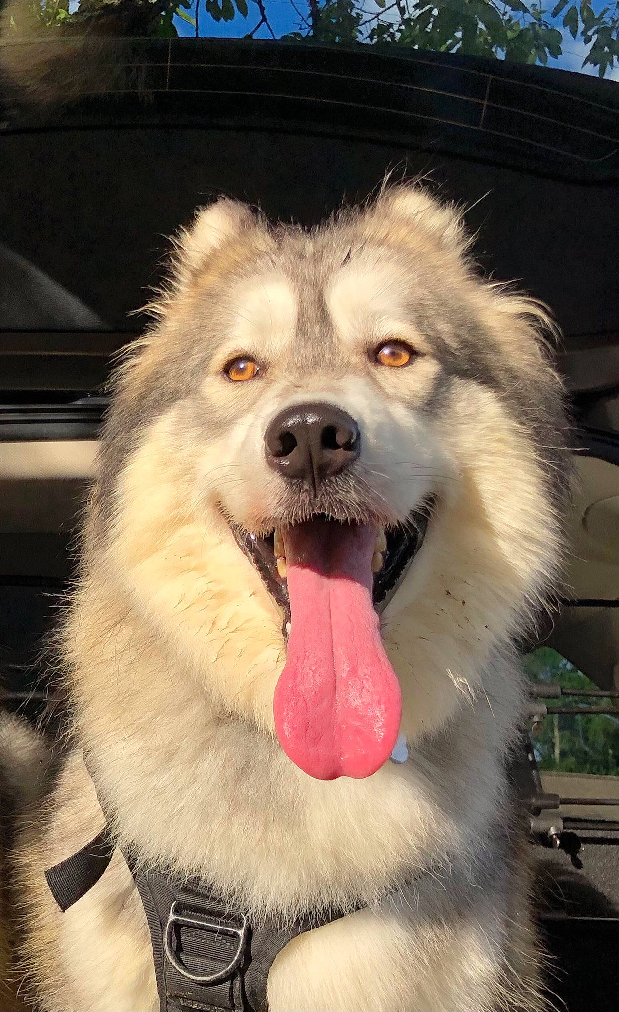 Akira joined the competition — help win amazing prizes! ancient_dog_breeds, canidae, carnivore, collar, companion_dog, dog, dog_breed, fang, fur, paw, shout, snout, sporting_group, tongue, tree, whiskers, working_dog