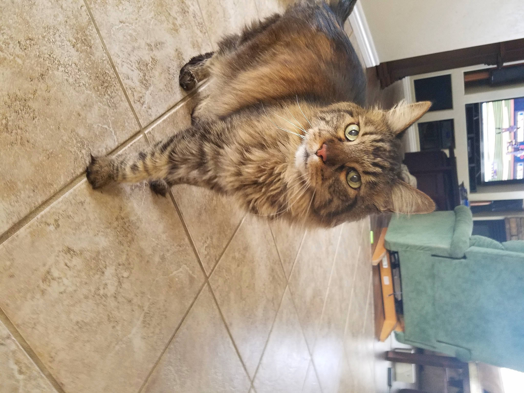 Pita is registered to the contest to win money with this photo: asian, carnivore, cat, domestic_long_haired_cat, domestic_short_haired_cat, dragon_li, european_shorthair, fawn, felidae, fur, maine_coon, norwegian_forest_cat, pixie_bob, small_to_medium_sized_cats, tabby_cat, whiskers, wild_cat