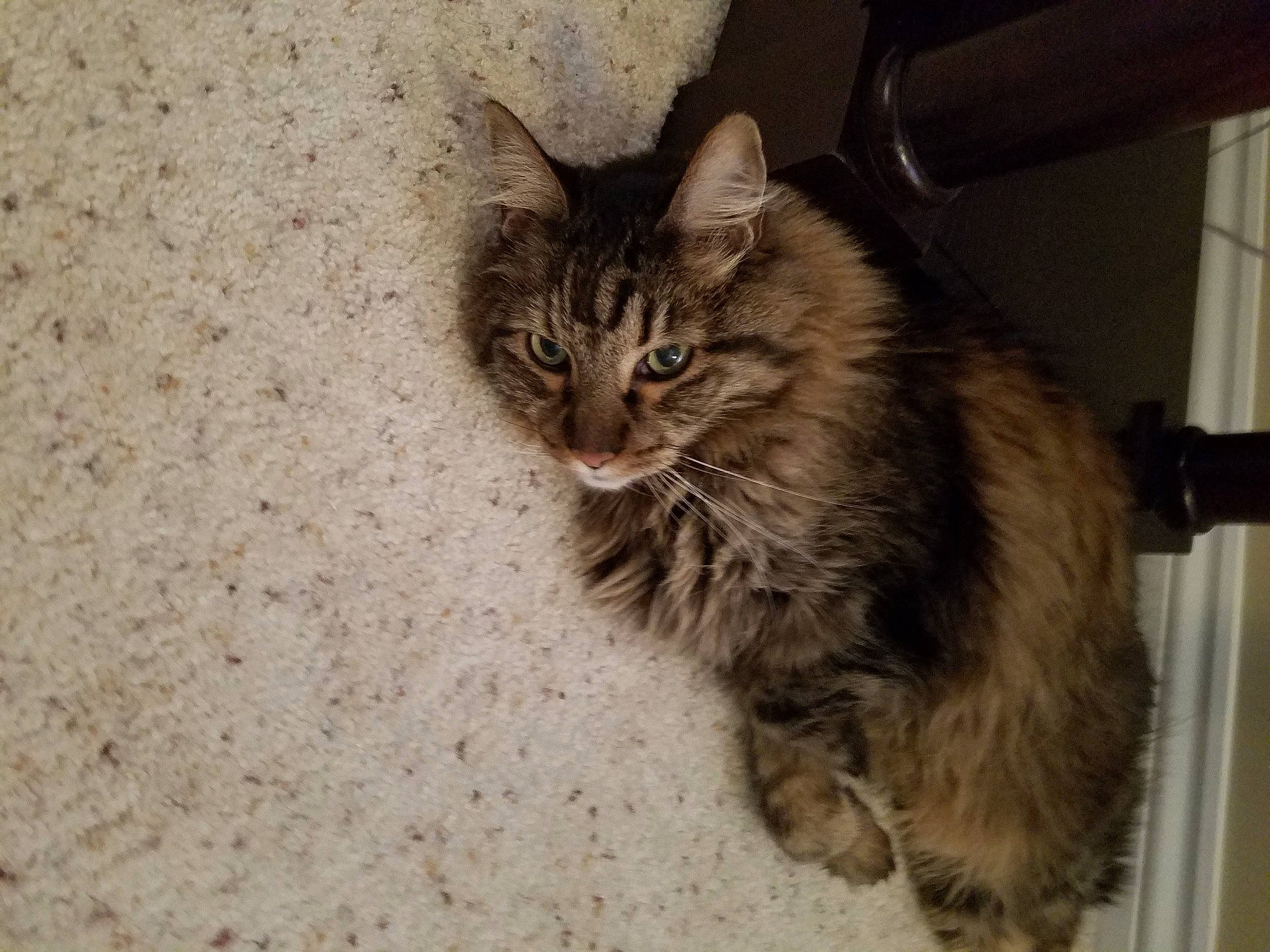 Pita joined the competition — help win amazing prizes! carnivore, cat, cymric, domestic_long_haired_cat, domestic_short_haired_cat, dragon_li, european_shorthair, eye, felidae, fur, kitten, maine_coon, mammal, norwegian_forest_cat, siberian, small_to_medium_sized_cats, tabby_cat, vertebrate, whiskers, wild_cat