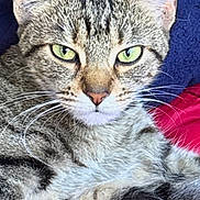 Zora joined the competition — help win amazing prizes! cat, tabby, feline, whiskers, green_eyes, ears, fur, relaxed, closeup, pet, mammal, indoor, red_background, blue_background, animal, portrait, cute, laying_down, domestic_cat, resting