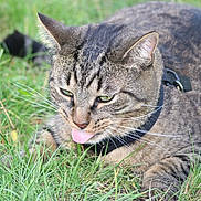 Speedy participe au concours pour gagner de l'argent avec cette photo : cat, tabby, grass, outdoor, animal, pet, tongue, playful, close_up, feline, whiskers, ears, nature, green, collar, lying_down, cute, mischievous, fur, daylight