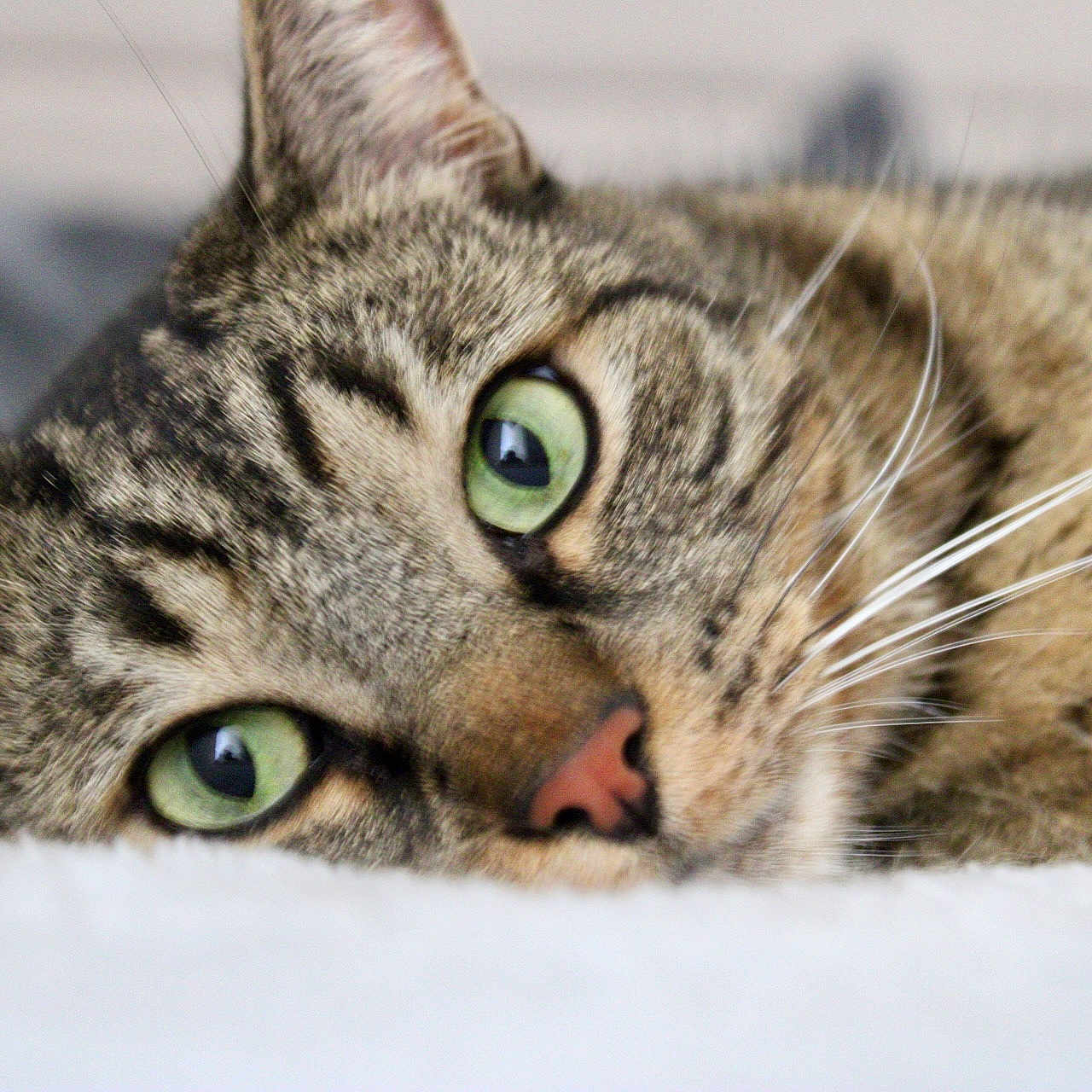 Speedy participe au concours pour gagner de l'argent avec cette photo : animal, cat, close_up, cute, ears, feline, fur, green_eyes, indoor, lying_down, mammal, nose, pet, portrait, relaxed, resting, sleepy, soft_focus, tabby_cat, whiskers