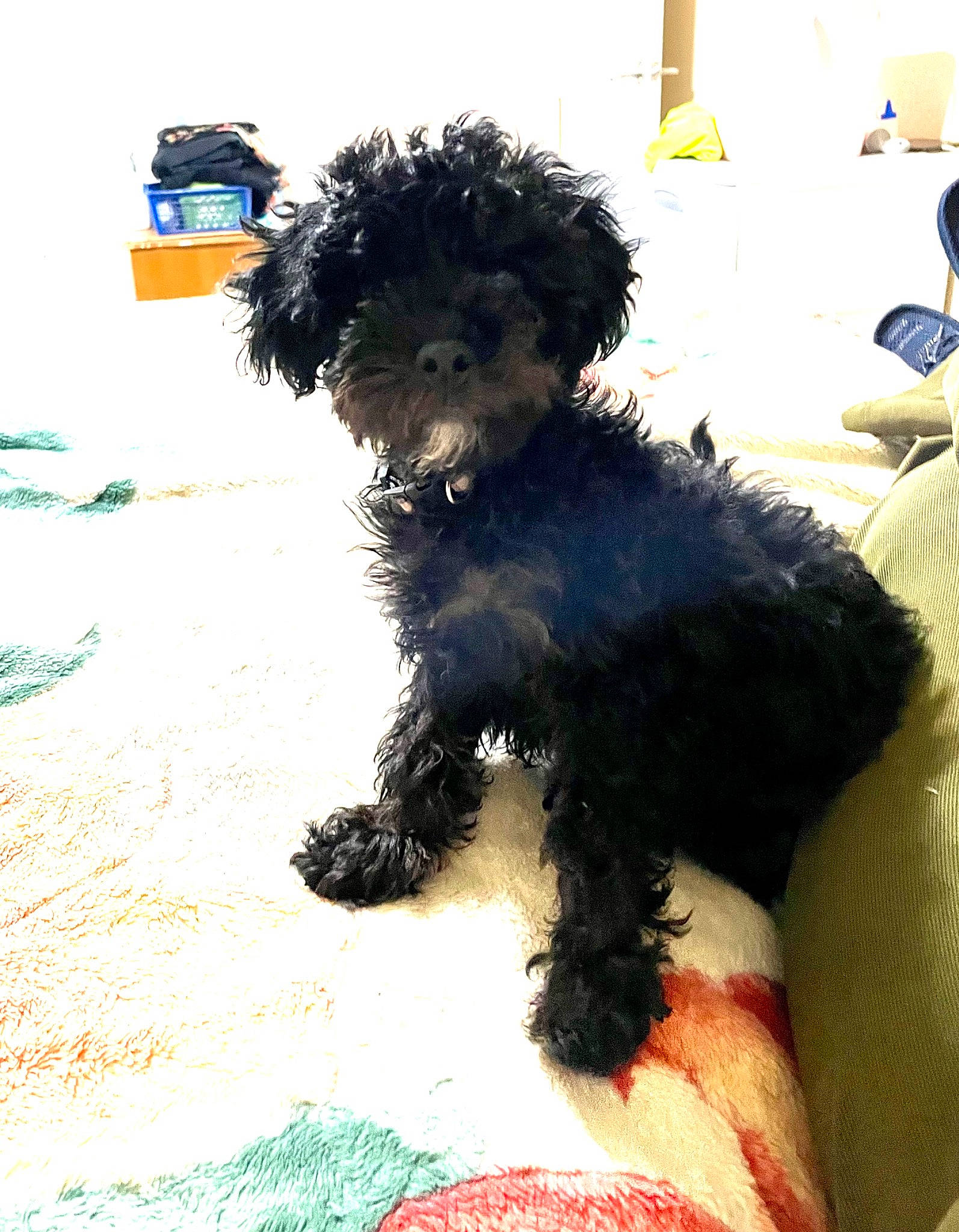 Coconut joined the competition — help win amazing prizes! canidae, carnivore, companion_dog, dog, dog_breed, dog_collar, dog_supply, fur, maltepoo, non_sporting_group, pet_supply, puppy, small_terrier, snout, sporting_group, terrier, toy_dog, water_dog, working_animal, yorkipoo