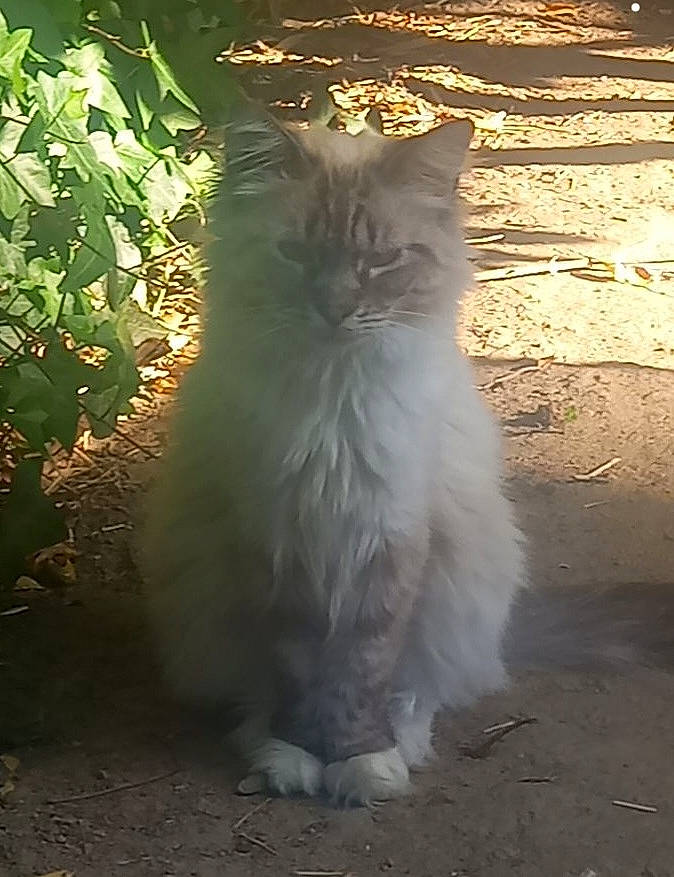 Princesse a rejoint le concours — aidez-le/la à gagner de superbes lots ! british_longhair, carnivore, cat, fawn, felidae, fur, grass, plant, shadow, small_to_medium_sized_cats, snout, tail, terrestrial_animal, tints_and_shades, whiskers, window, wood