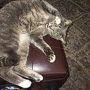 Pretty Girl joined the competition — help win amazing prizes! cat, gray_tabby, pet, feline, paw, tongue_out, stretching, ottoman, leather_furniture, carpet, indoor, playful, whiskers, claws, animal, domestic, resting, fluffy, cute, relaxed