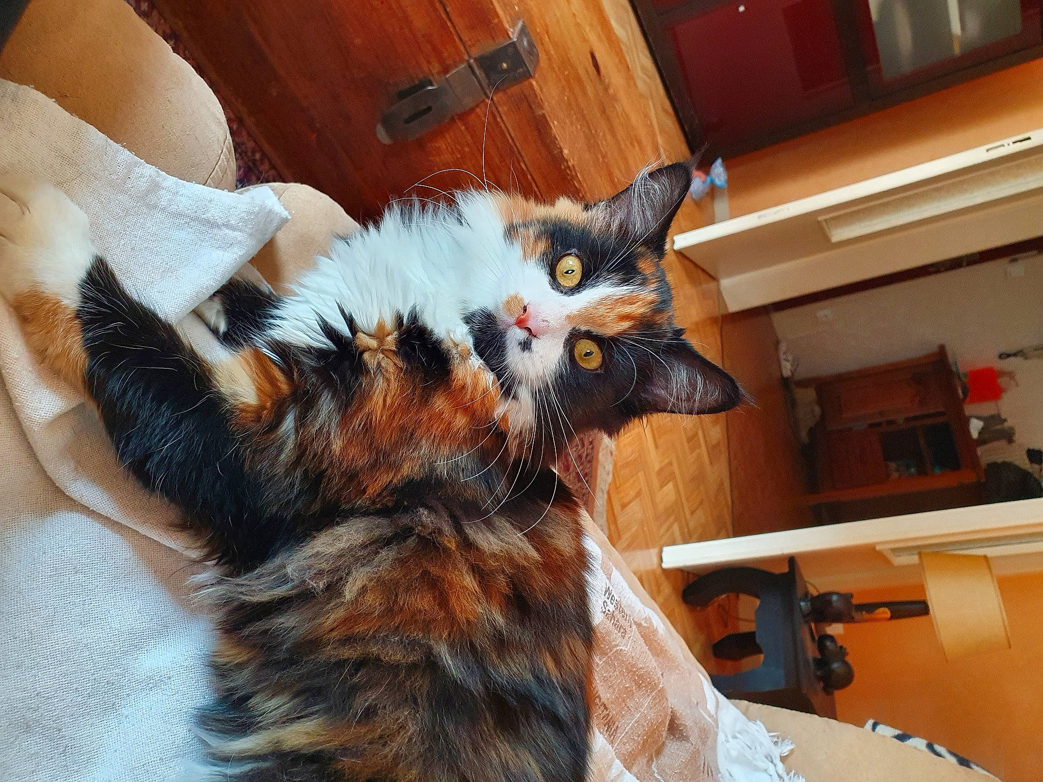 Mira a rejoint le concours — aidez-le/la à gagner de superbes lots ! cabinetry, canidae, carnivore, cat, claw, comfort, companion_dog, dog_breed, domestic_short_haired_cat, drawer, felidae, flooring, hardwood, lap, paw, small_to_medium_sized_cats, snout, tail, whiskers, wood