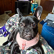 Lulu is registered to the contest to win money with this photo: dog, french_bulldog, black_dog, pet, animal, indoor, blanket, pink_harness, close_up, cute, resting, looking_at_camera, living_room, furniture, television, cozy, expression, ears_up, front_legs, floor
