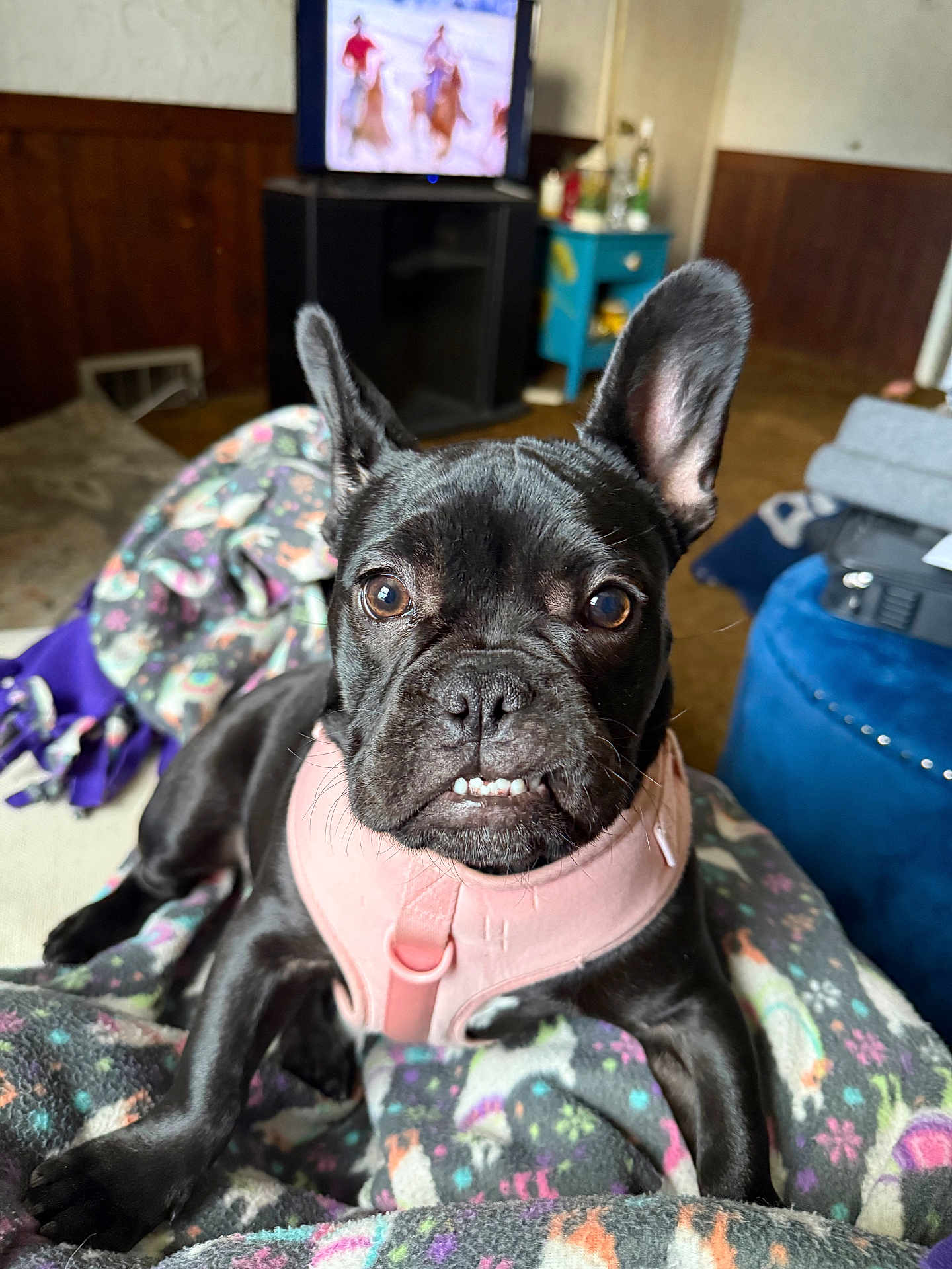 Lulu is registered to the contest to win money with this photo: dog, french_bulldog, black_dog, pet, animal, indoor, blanket, pink_harness, close_up, cute, resting, looking_at_camera, living_room, furniture, television, cozy, expression, ears_up, front_legs, floor
