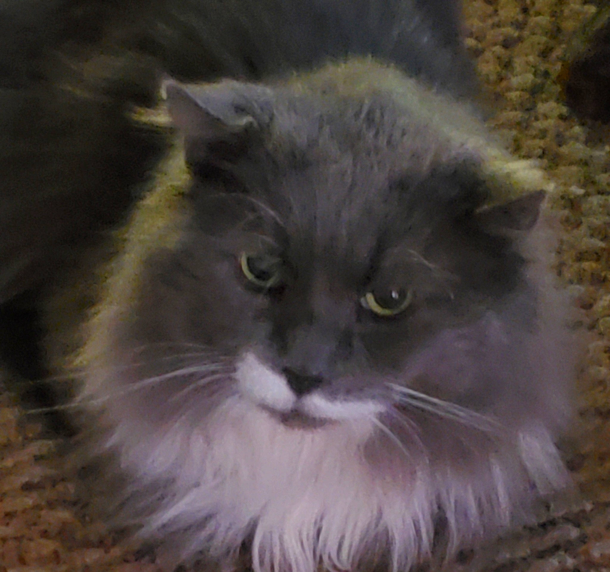 Toby