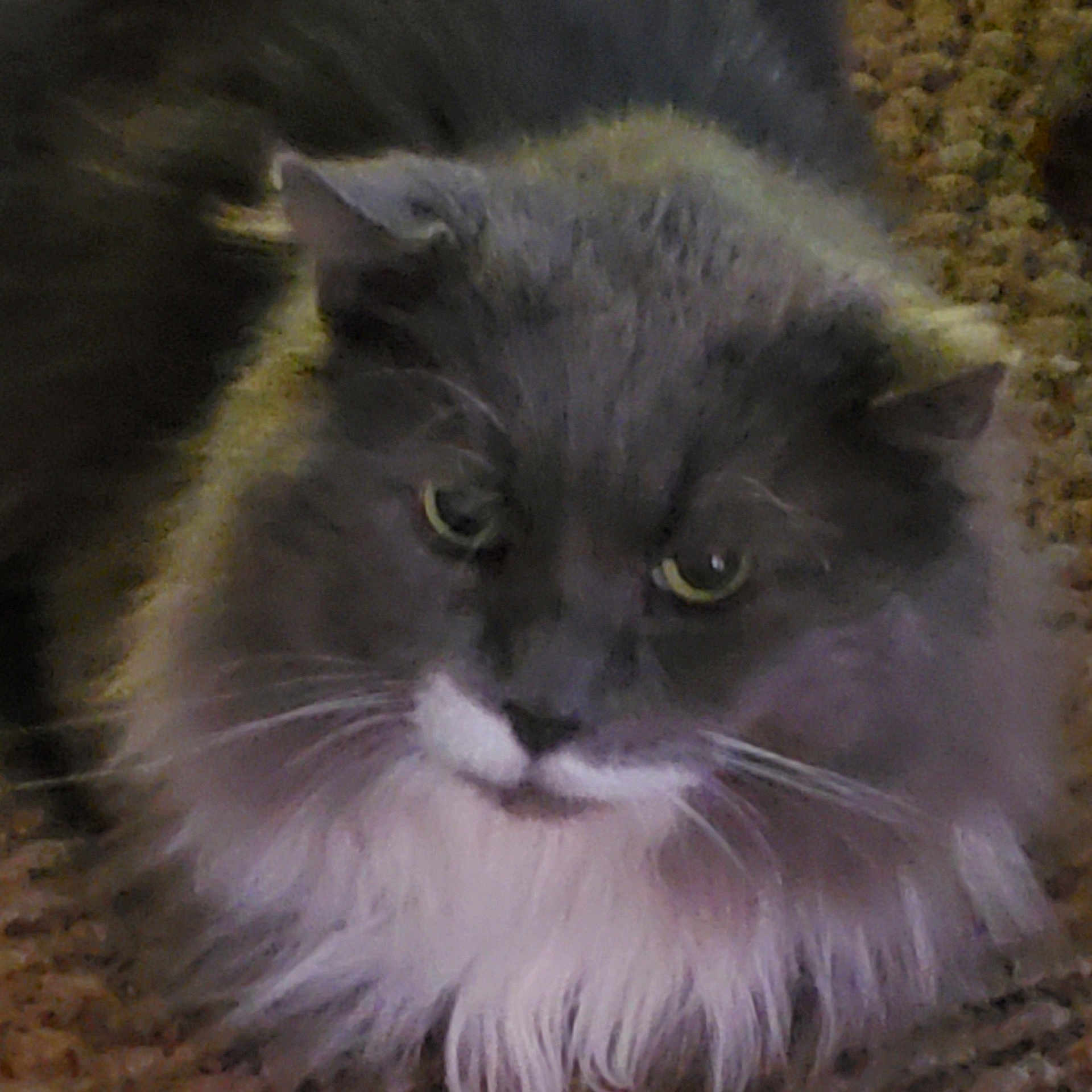 Toby