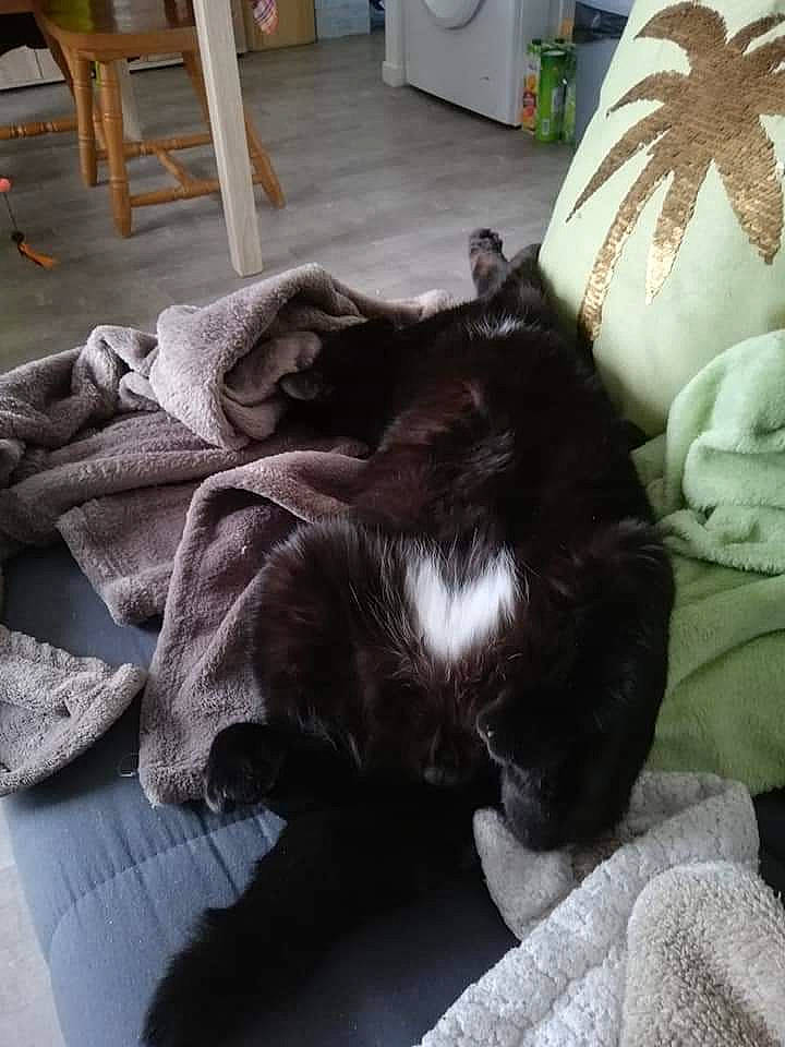 Donuts participe au concours pour gagner de l'argent avec cette photo : bedding, canidae, carnivore, cat, comfort, companion_dog, dog_breed, domestic_short_haired_cat, felidae, flooring, fur, grey, hardwood, linens, room, small_to_medium_sized_cats, sporting_group, tail, whiskers, wood