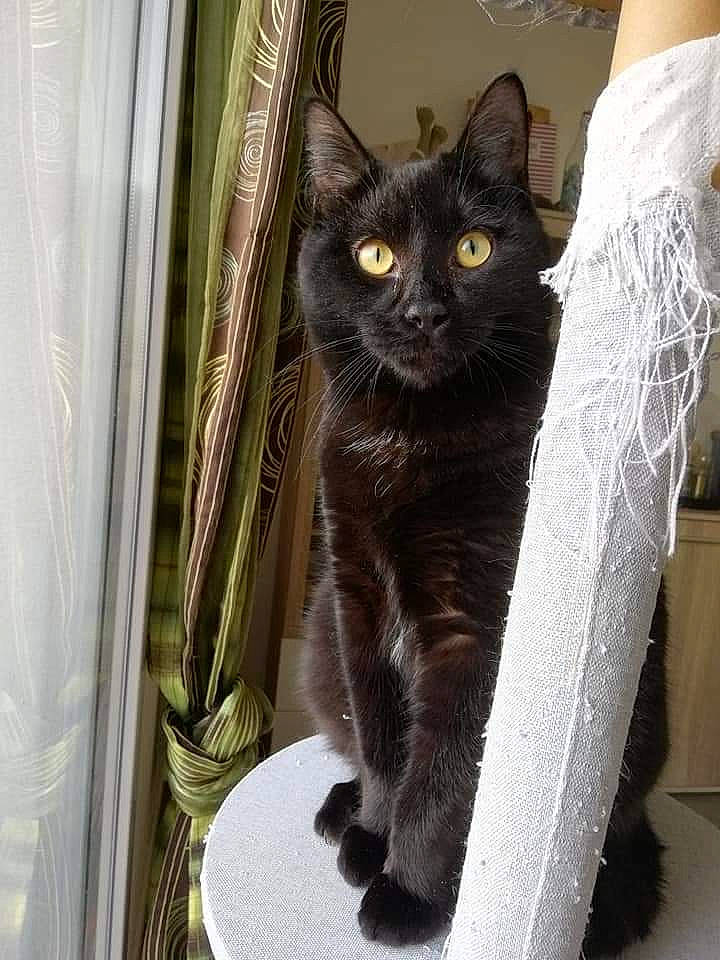 Donuts participe au concours pour gagner de l'argent avec cette photo : black_cat, bombay, carnivore, cat, cat_furniture, cat_supply, claw, curtain, domestic_short_haired_cat, felidae, fur, grey, iris, paw, sitting, small_to_medium_sized_cats, snout, tail, whiskers, window