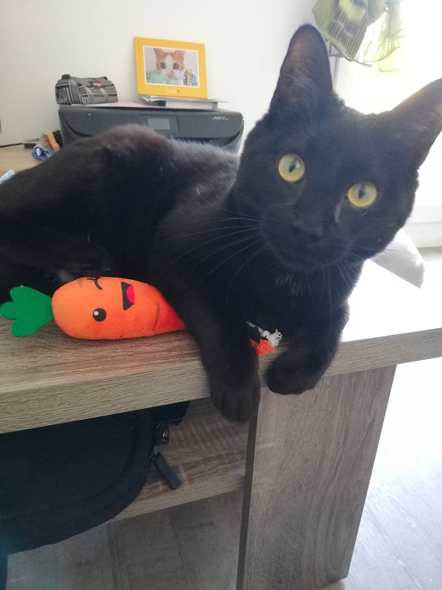 Donuts participe au concours pour gagner de l'argent avec cette photo : black_cat, bombay, calabaza, carnivore, cat, chair, comfort, cucurbita, domestic_short_haired_cat, felidae, fur, grey, plant, pumpkin, room, small_to_medium_sized_cats, tail, vegetable, whiskers, window