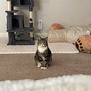 Tobi is registered to the contest to win money with this photo: animal, carpet, cat, cat_toy, cat_tree, cozy, cute, feline, furniture, home, indoor, looking, paws, pet, pets_accessory, play_area, plush, sitting, tabby, tunnel