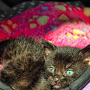 Misty is registered to the contest to win money with this photo: kitten, cat, black_cat, blue_eyes, furry, pet, animal, cozy, blanket, purple, fabric, resting, cute, small, young, fur, indoor, closeup, sleepy, comfort
