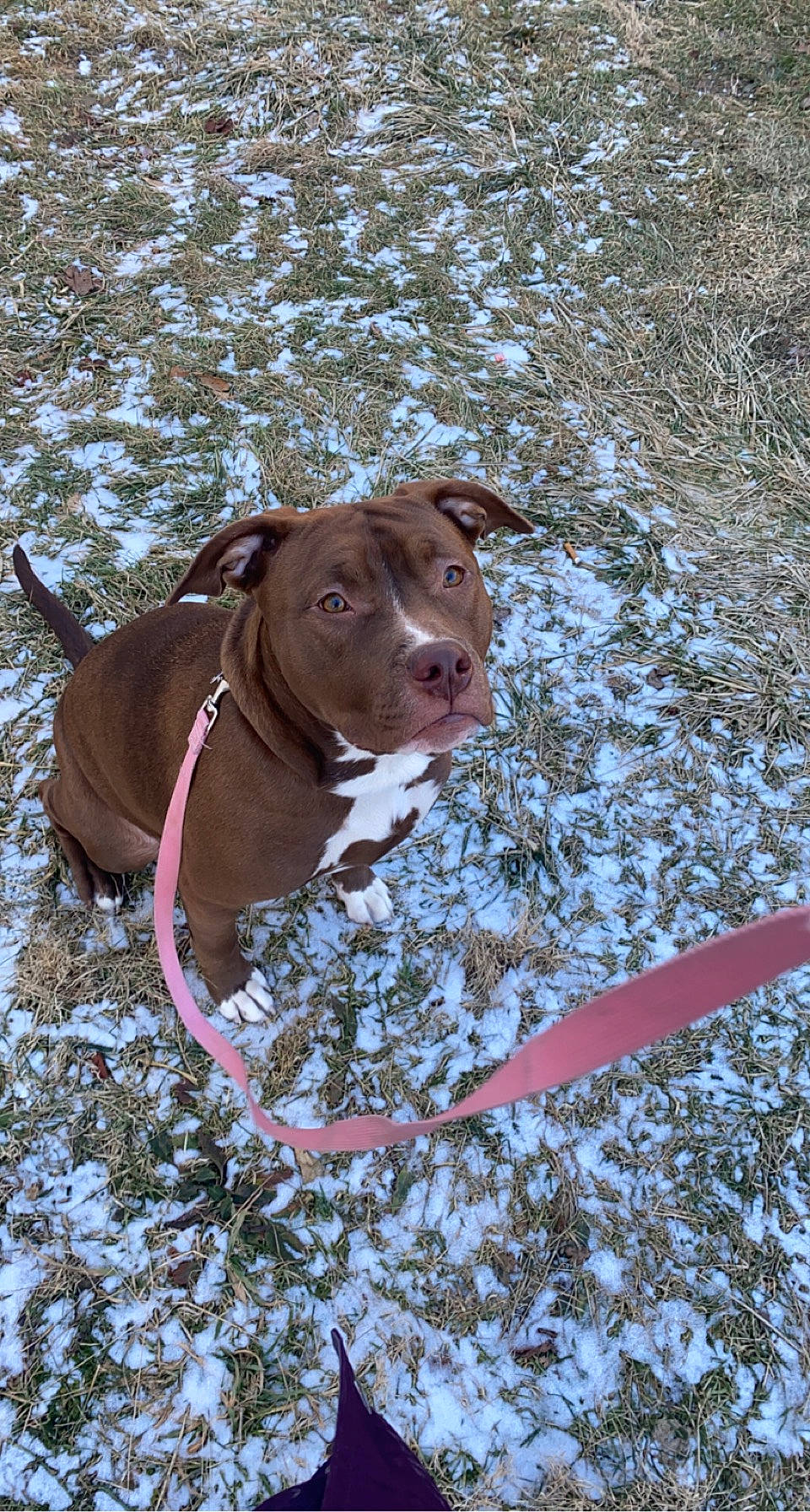 Dixie joined the competition — help win amazing prizes! carnivore, collar, companion_dog, dog, dog_breed, dog_collar, dog_supply, fawn, freezing, grass, leash, liver, pet_supply, snout, snow, sporting_group, twig, winter, working_animal, working_dog