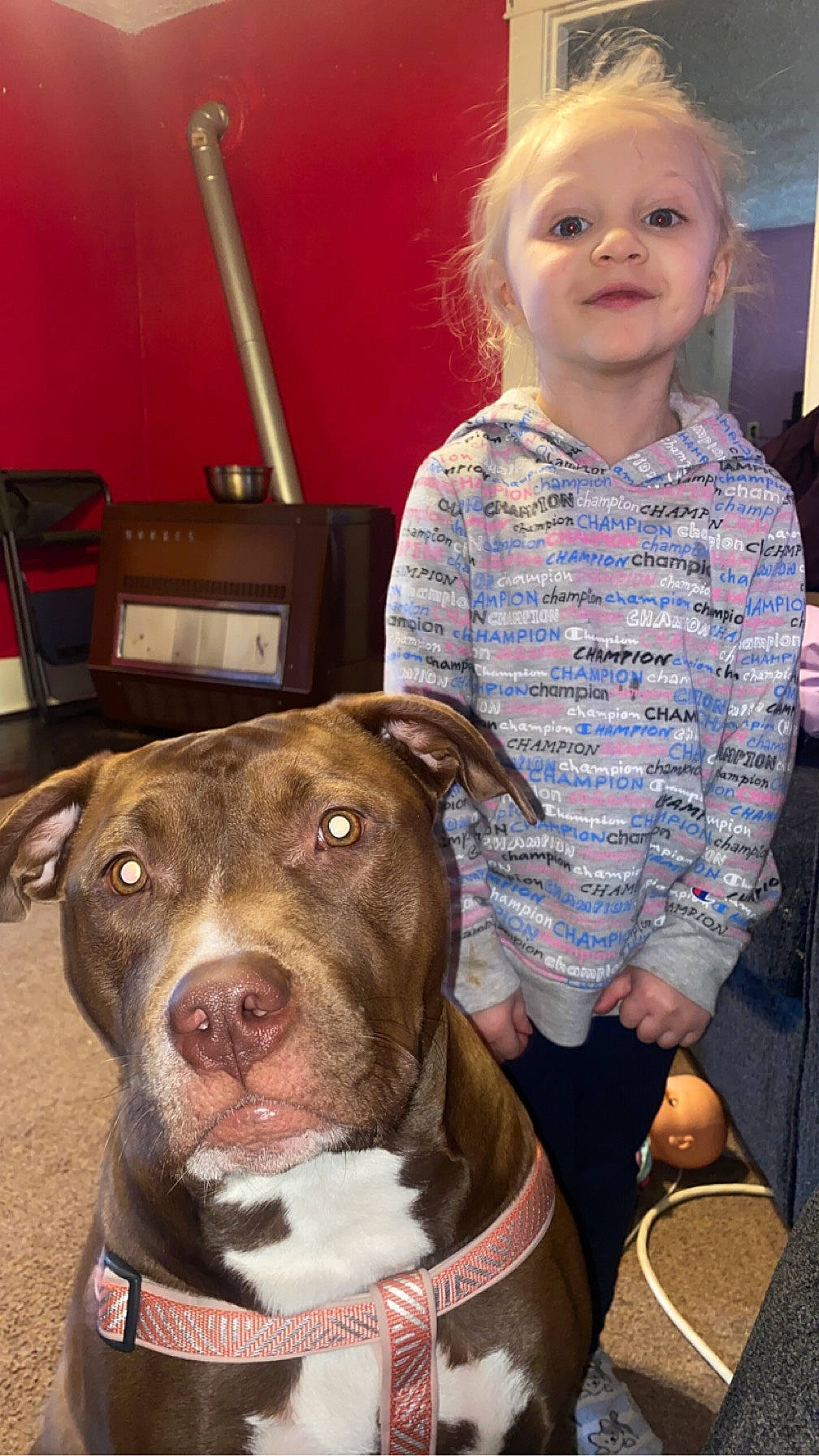 Dixie joined the competition — help win amazing prizes! baby_toddler_clothing, carnivore, collar, companion_dog, dog, dog_breed, dog_collar, eye, fawn, head, iris, liver, organ, skin, smile, snout, sporting_group, toddler, whiskers, working_animal