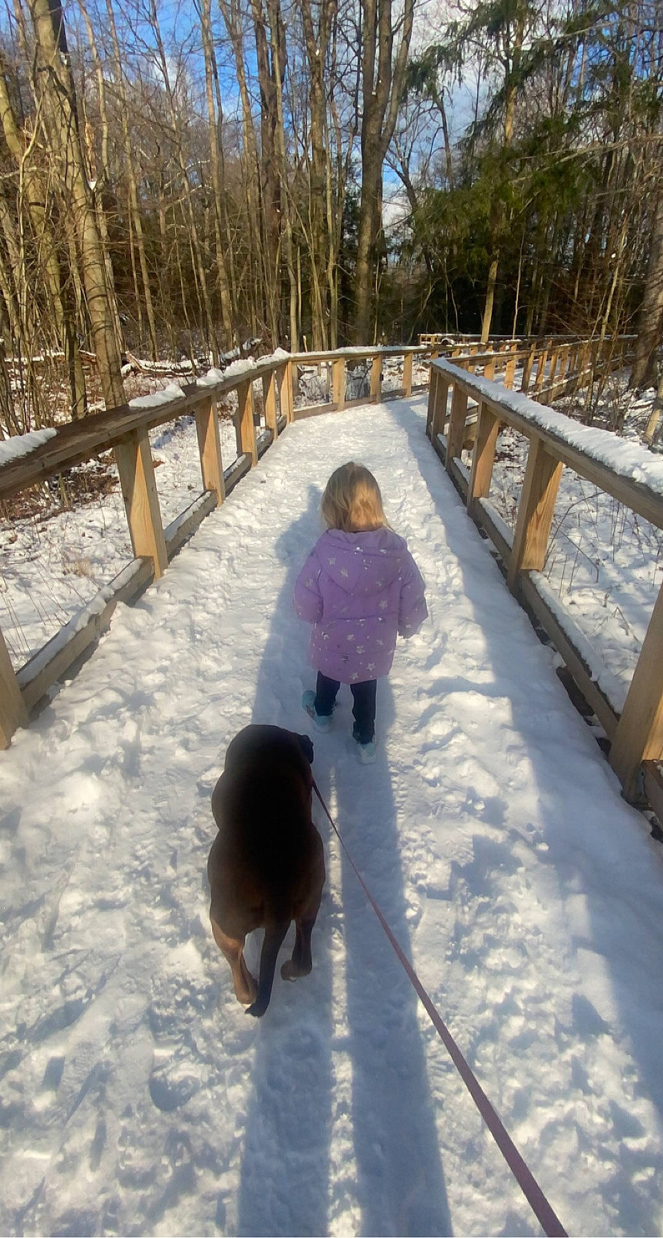 Dixie is registered to the contest to win money with this photo: bridge, canidae, carnivore, companion_dog, dog, dog_breed, dog_walking, freezing, fun, leisure, pet_supply, plant, playing_in_the_snow, recreation, snow, sporting_group, tree, walking, winter, wood