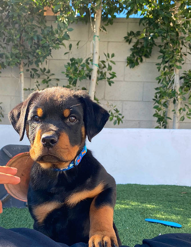 Leo joined the competition — help win amazing prizes! austrian_black_and_tan_hound, carnivore, companion_dog, dog, dog_breed, electric_blue, grass, guard_dog, hound, hunting_dog, pet_supply, plant, rottweiler, sporting_group, terrestrial_animal, tree, working_animal, working_dog