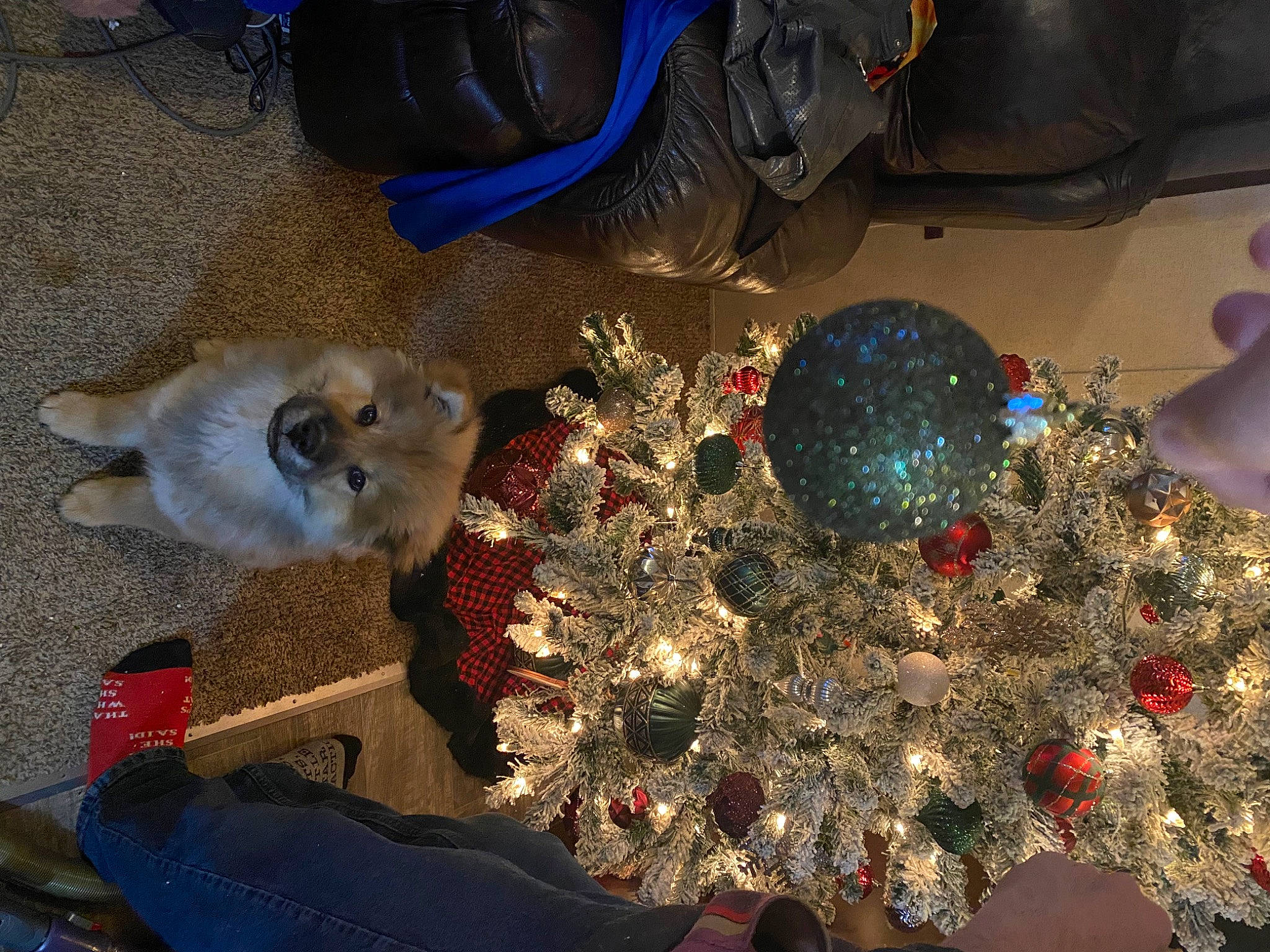 Teemo joined the competition — help win amazing prizes! blue, cat, christmas, christmas_decoration, christmas_ornament, christmas_tree, conifer, decoration, electric_blue, event, fashion_accessory, felidae, fur, glass, holiday, holiday_ornament, interior_design, ornament, plastic, siamese